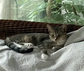 Darla