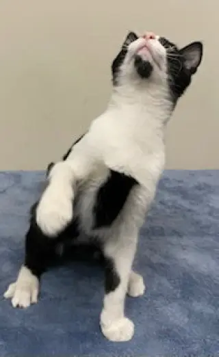 KITTEN FORREST
