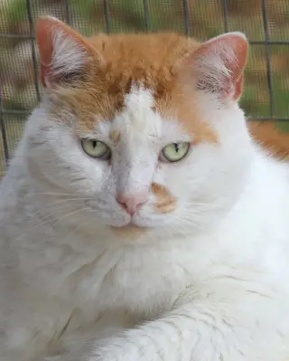 Alberto