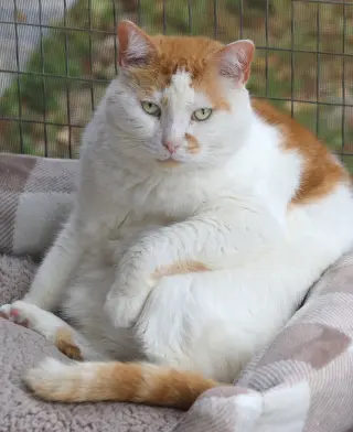 Alberto