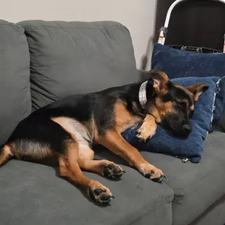 Riley III (New Digs)