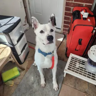 Izzy III (New Digs)