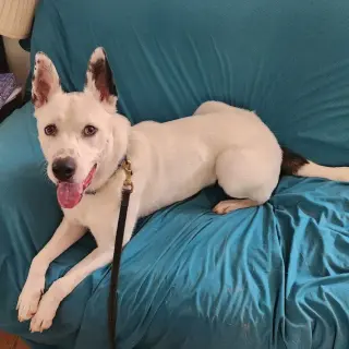 Izzy III (New Digs)