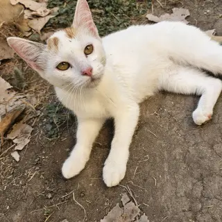 Lechita (New Digs)