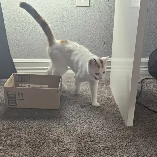 Lechita (New Digs)
