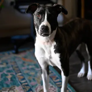 Harper (New Digs)