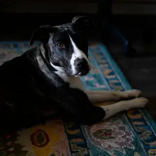Harper (New Digs)