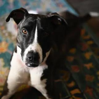 Harper (New Digs)