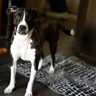 Harper (New Digs)