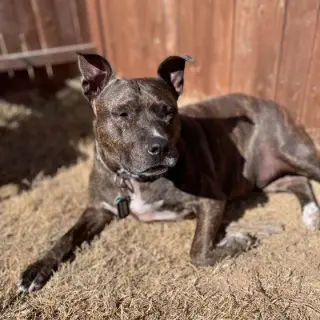 Harley IX (New Digs)