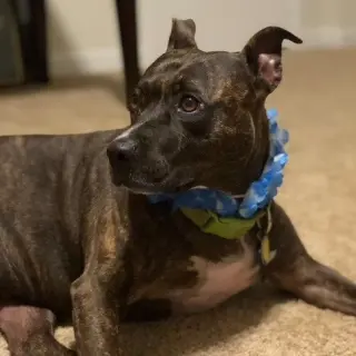 Harley IX (New Digs)
