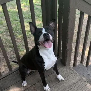 Louie  LOWER FEE!!!