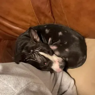 Louie  LOWER FEE!!!