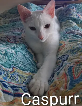 Caspurr (8495)