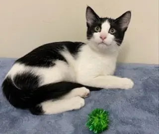 KITTEN FRANKIE