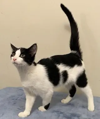 KITTEN FRANKIE