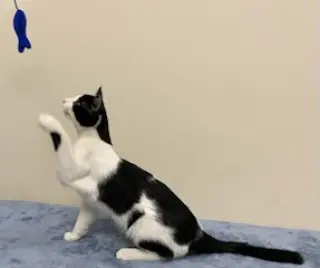 KITTEN FRANKIE