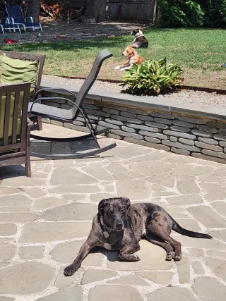Dominic - playful goof