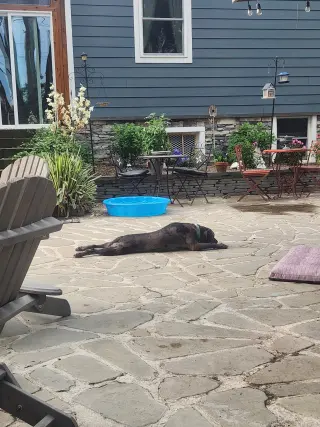 Dominic - playful goof