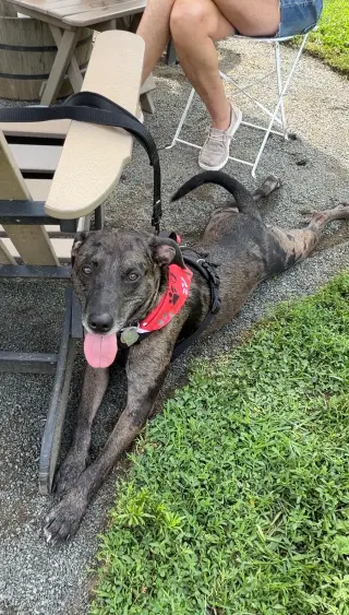 Dominic - playful goof