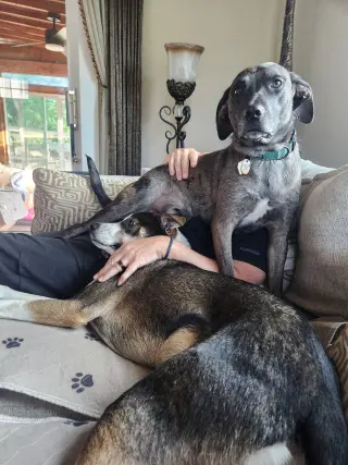 Dominic - playful goof