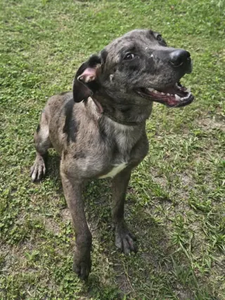 Dominic - playful goof