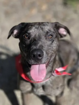 Dominic - playful goof