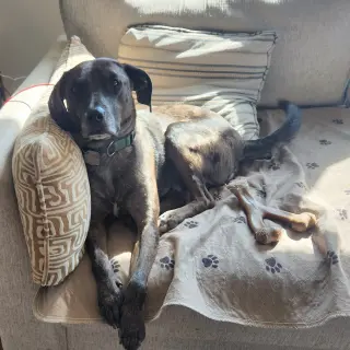 Dominic - playful goof