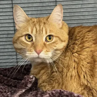 Gracie