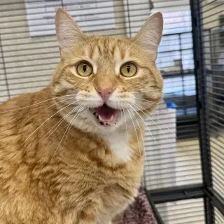 Gracie