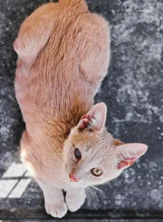 Wish =^.^=