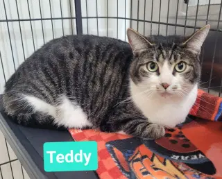 Teddy