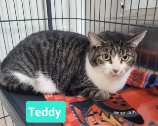 Teddy