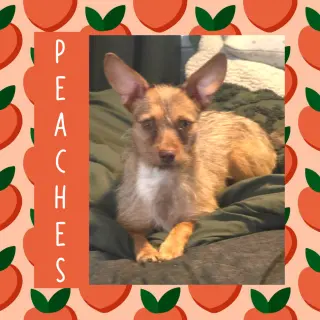 Peaches