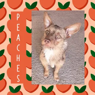 Peaches