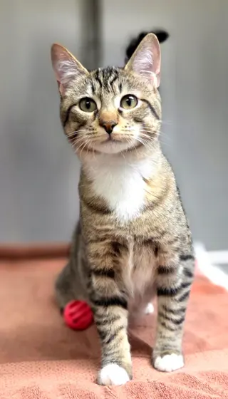 Sage =^.^=