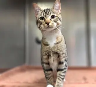 Sage =^.^=