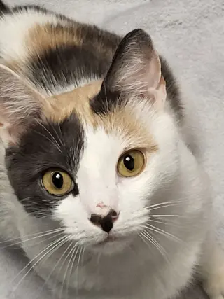 Lorelai