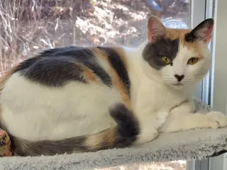 Lorelai