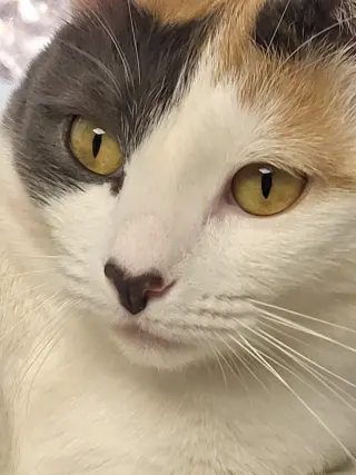 Lorelai