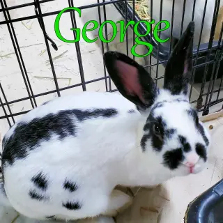 George