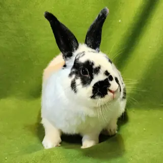 George