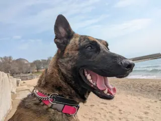 Ryder - Located in IL