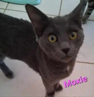 Moxie