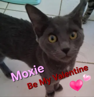 Moxie
