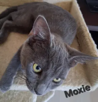 Moxie