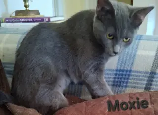 Moxie