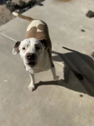 CALI #5