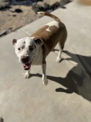 CALI #5