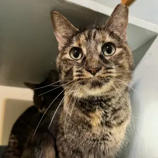 Clover (bonded to Mary)